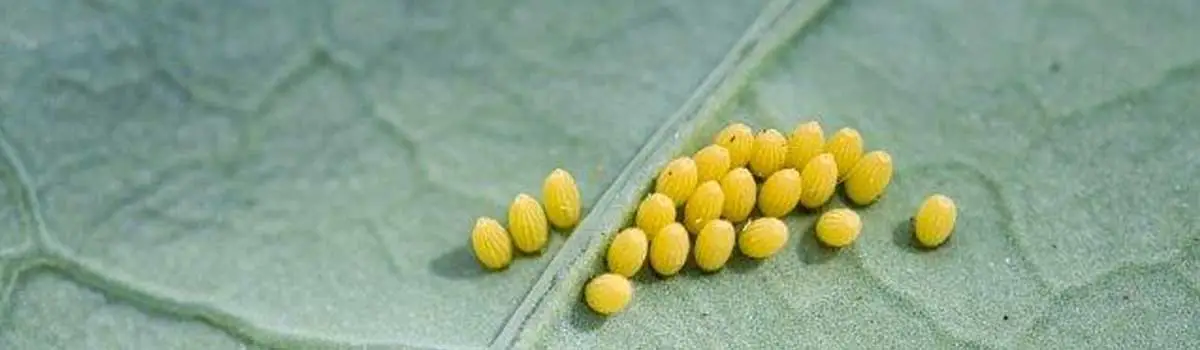 Bacillus Thuringiensis Powder