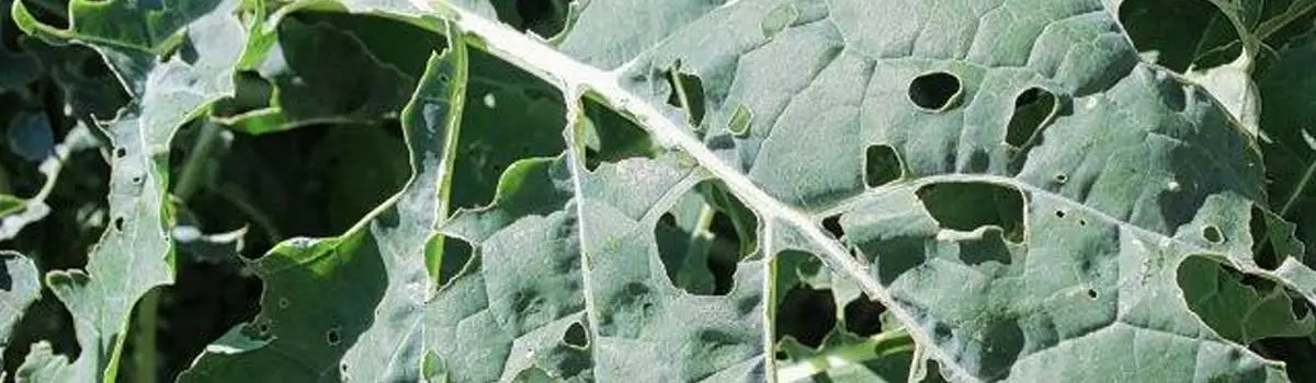 Acetamiprid Imidaclorprid 96% Tc Acetamiprid Imidaclorprid 96% Tc