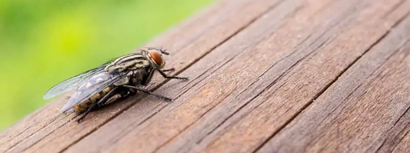 Fly Killer Powder Fly Killer Powder