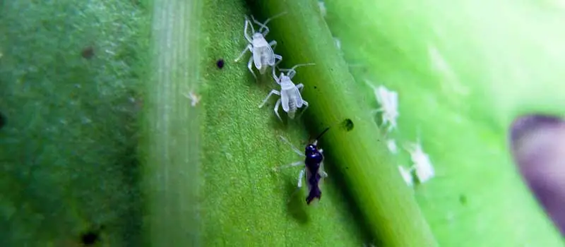 Chlorantraniliprole Chlorantraniliprole