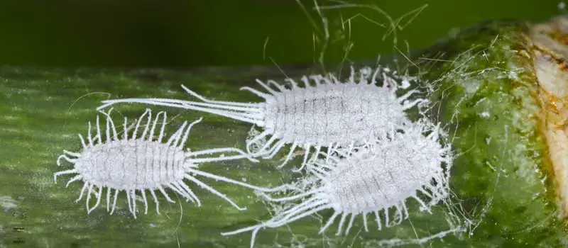 Chlorantraniliprole 18.5SC Chlorantraniliprole 18.5SC