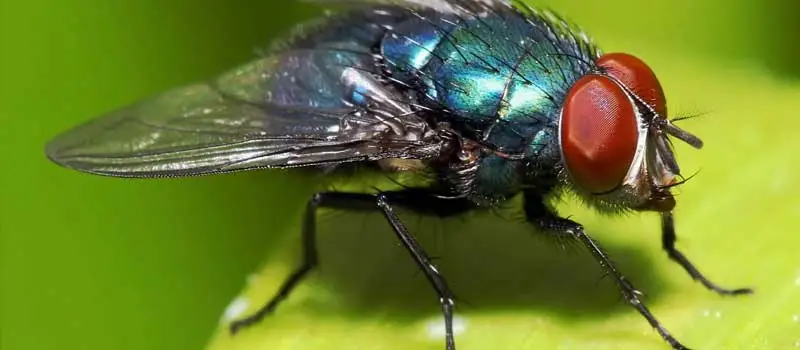Fly Killer