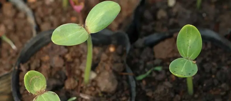 GA3 Gibberellic Acid GA3 Gibberellic Acid
