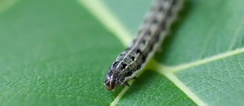 chlorantraniliprole chlorantraniliprole