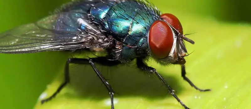 Fly Killer Powder Fly Killer Powder