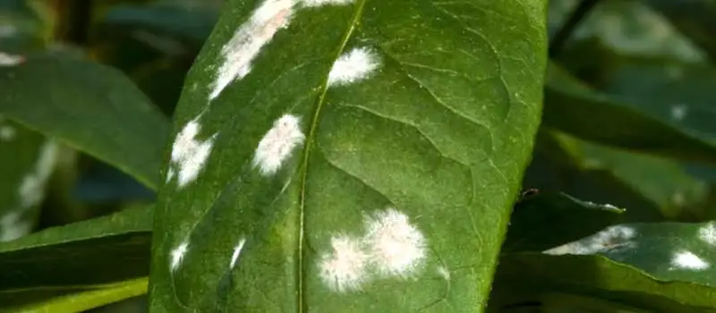 Azoxystrobin difenoconazole Azoxystrobin difenoconazole