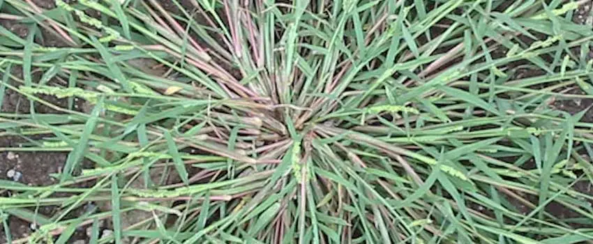 Fenoxaprop-p-ethyl