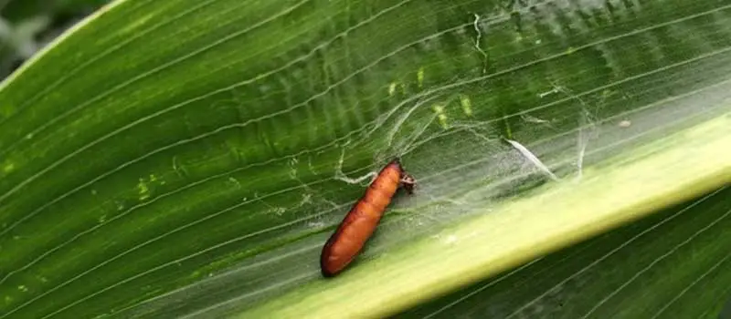 Fenitrothion
