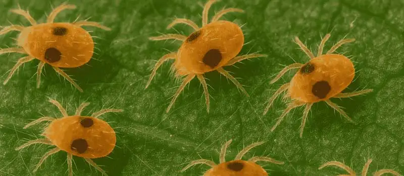 Chlorfenapyr 