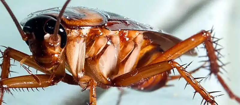 Fly Killer Powder