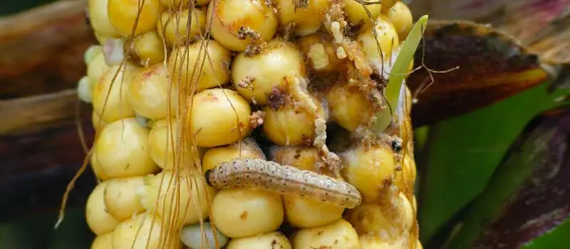 Bacillus Thuringiensis Powder