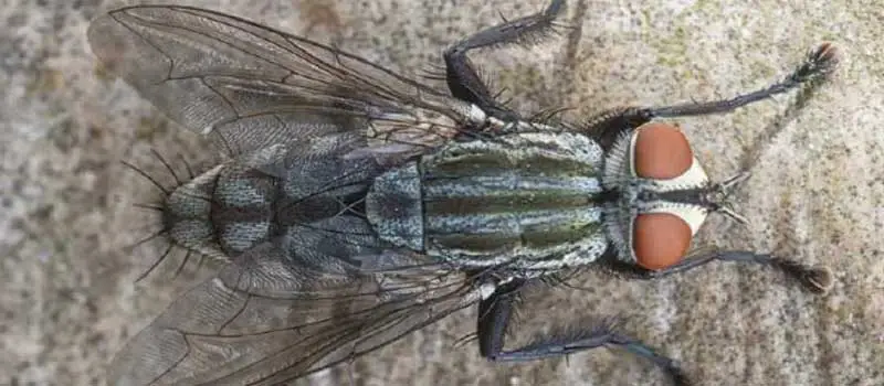 Deltamethrin Deltamethrin