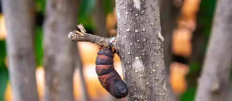 Diflubenzuron Diflubenzuron