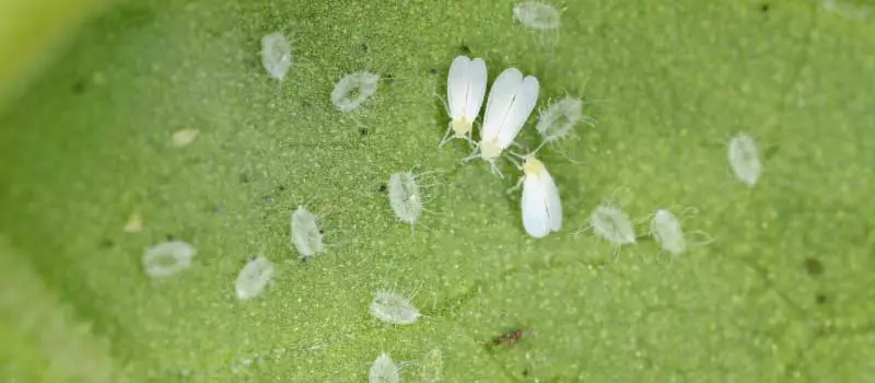 thiamethoxam thiamethoxam