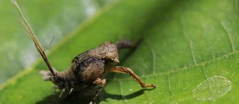 Buprofezin Buprofezin