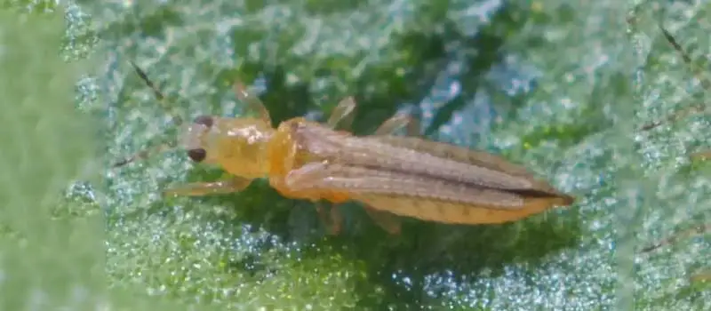 Buprofezin Buprofezin