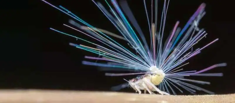 nitenpyram nitenpyram