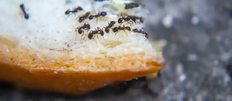 Pirimiphos-Methyl Pirimiphos-Methyl