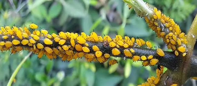 deltamethrin deltamethrin