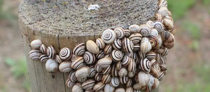 metaldehyde metaldehyde