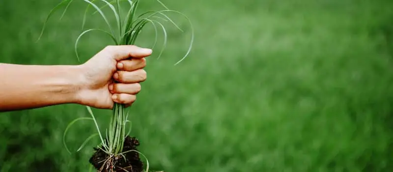 Thiocyclam Hydrogen Oxalate