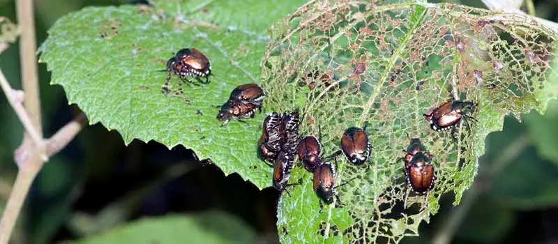 Diflubenzuron Diflubenzuron