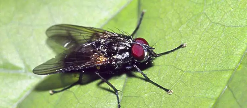 Cypermethrin Cypermethrin