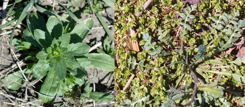 Fenoxaprop-p-ethyl Fenoxaprop-p-ethyl