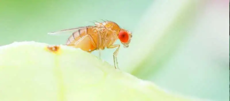 Pyriproxyfen Pyriproxyfen