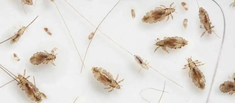 Pyriproxyfen 