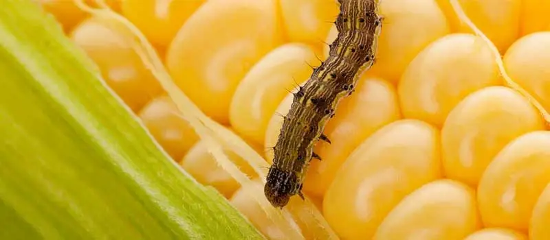 https://www.hontaibiotech.com/insecticide/carbaryl-50-acaricide