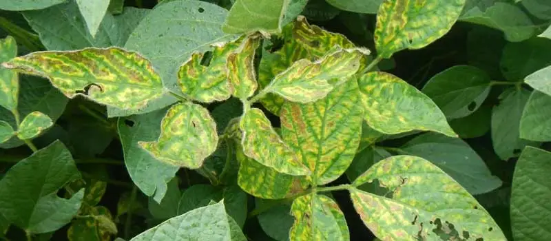 Prochloraz 