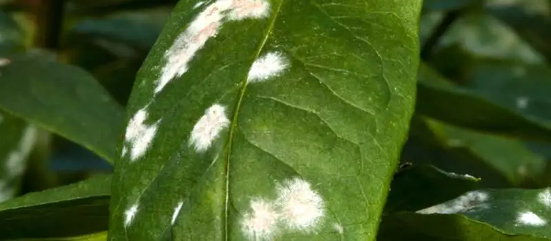 Spiroxamine Spiroxamine