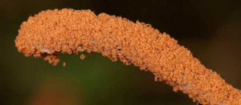 Propargite Propargite
