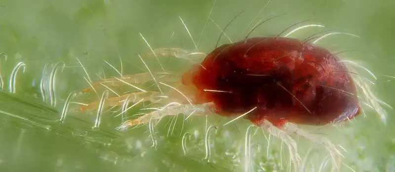 Propargite Propargite