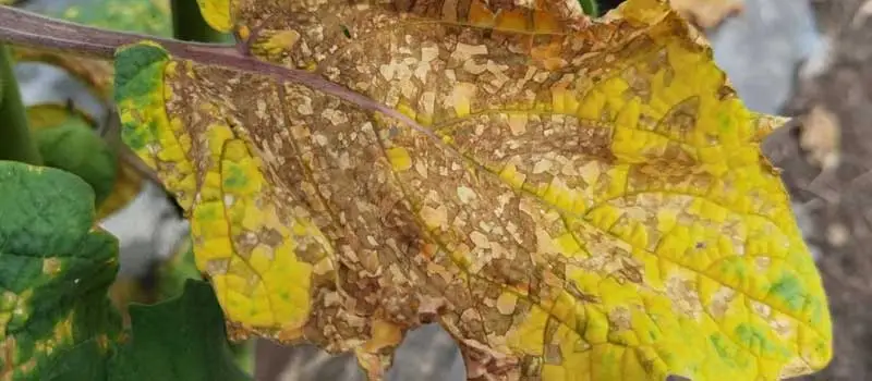 Mancozeb Mancozeb