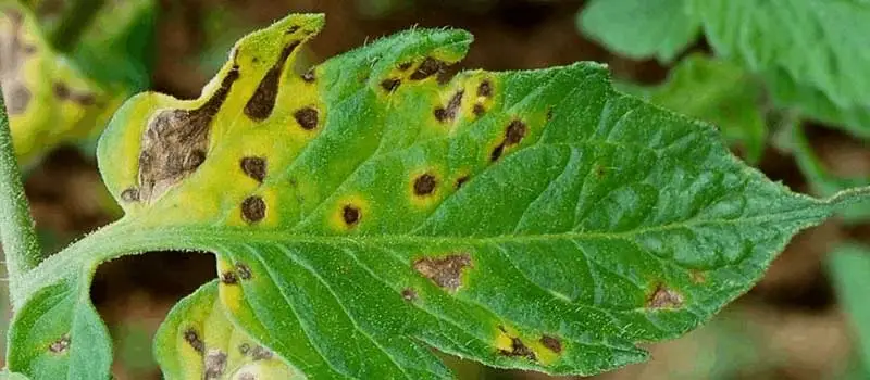 Dimethomorph 
