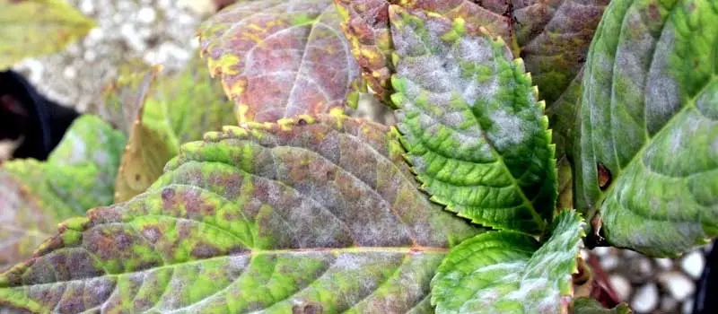 Cymoxanil Cymoxanil