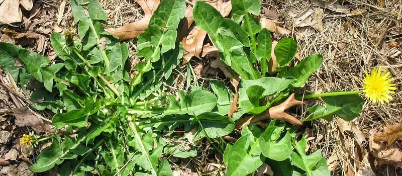Dicamba Dicamba
