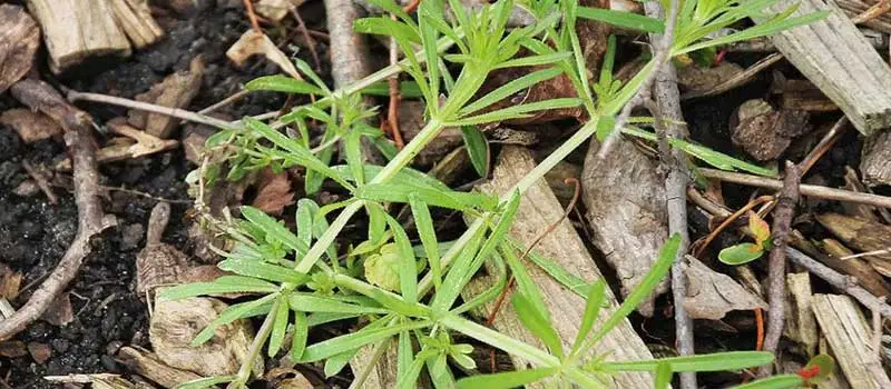Clodinafop-propargyl Clodinafop-propargyl