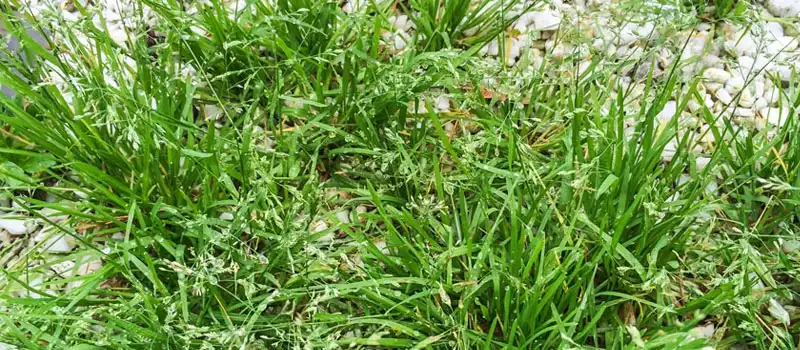 Clodinafop-propargyl Clodinafop-propargyl
