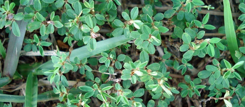 Dicamba 