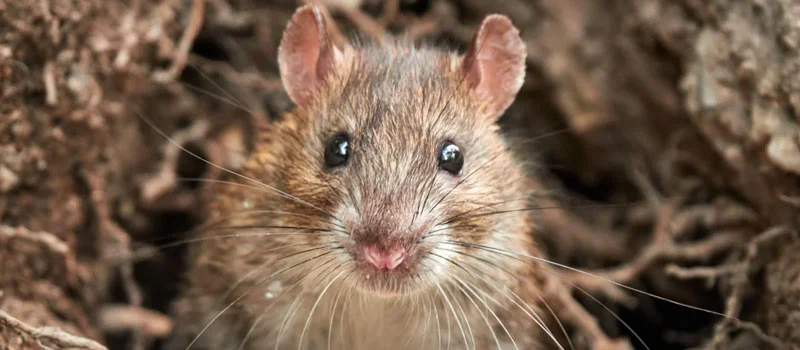 rat killer bait poison rat killer bait poison
