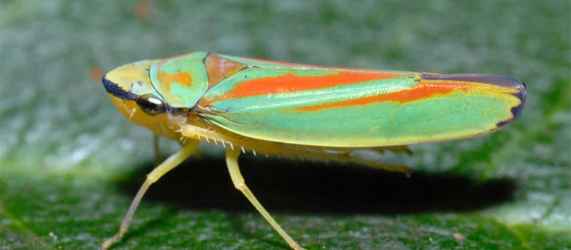 Fenobucarb