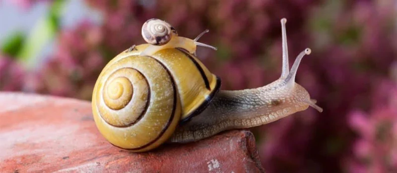 Niclosamide Niclosamide