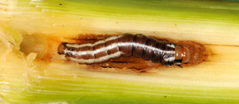 Fenobucarb