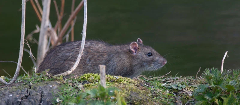 Rat Killer Bait Poison Rat Killer Bait Poison