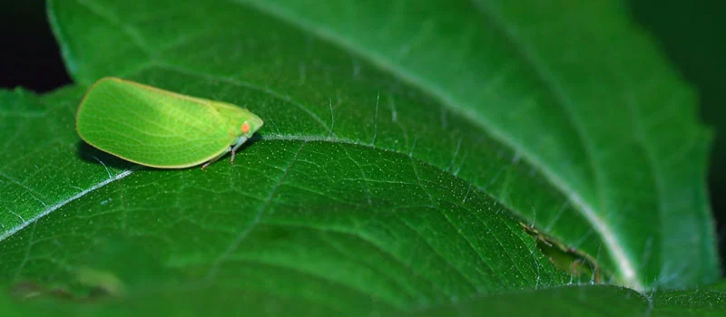 Acaricide Pyridaben