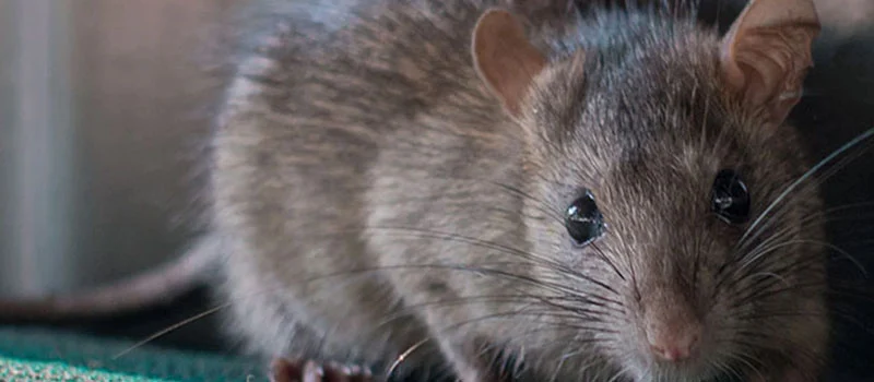 Rat Killer Bait Poison Rat Killer Bait Poison