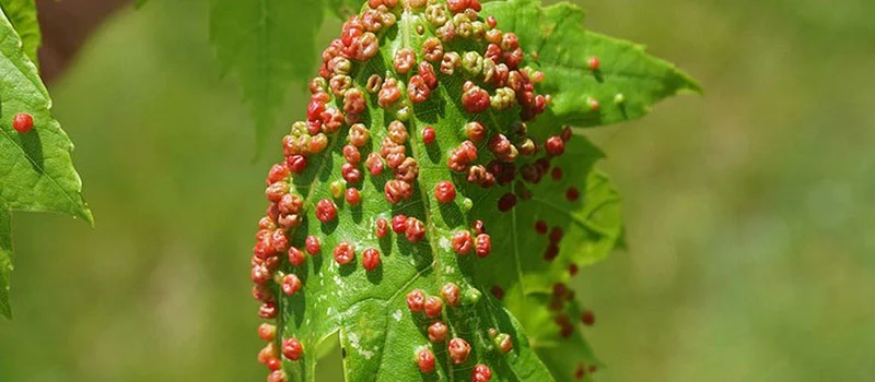 Fenpyroximate Fenpyroximate
